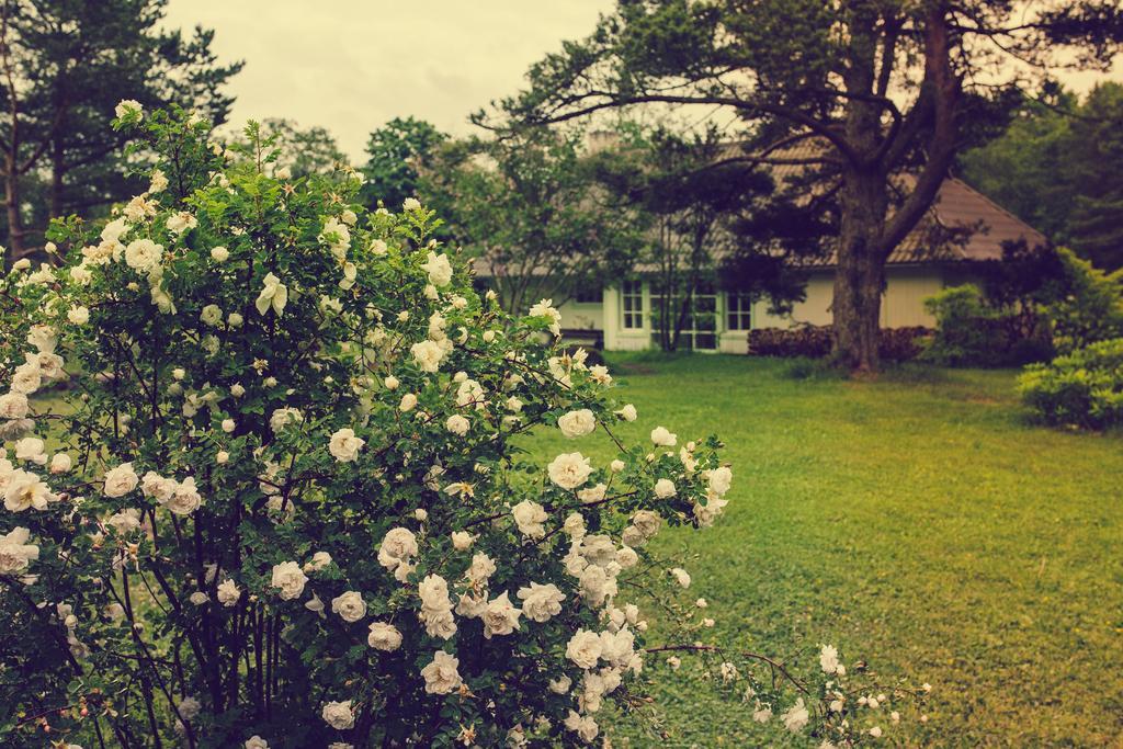 Adami Country Guesthouse Vainupea Exteriör bild